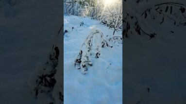 Permaculture orchard got buried from this last storm! 🌳🌨❄️